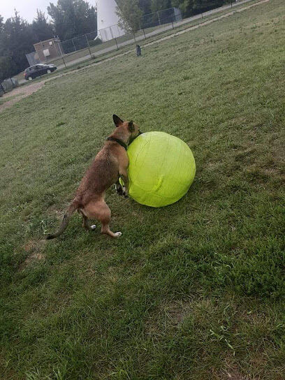 Le Sueur Dog Park