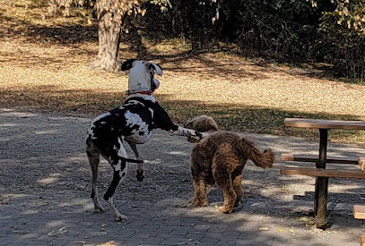 Dog Park at Fish Lake Regional Park
