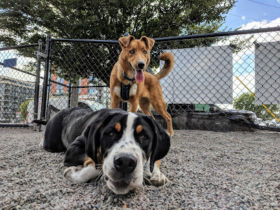 North Loop Dog Park / Off-Leash Play Area