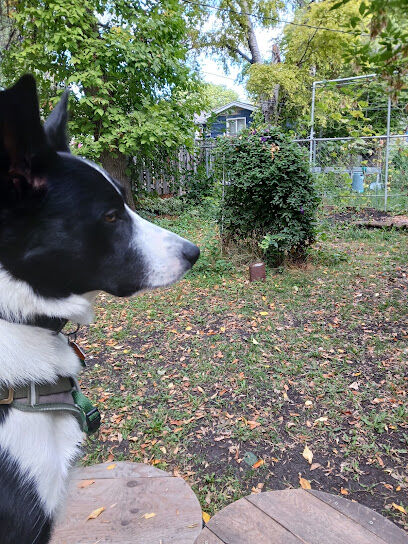 Nemo & Lux's dog park