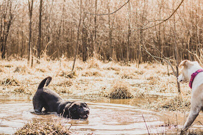 Carver Park Reserve Off-Leash Dog Park