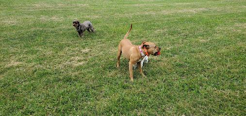 Creve Coeur Dog Park