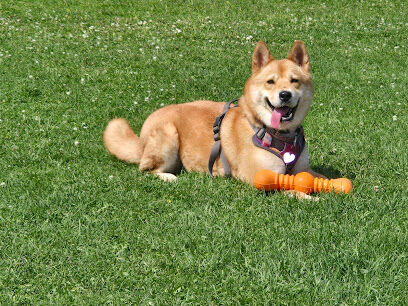 Thompson Falls City Dog Park