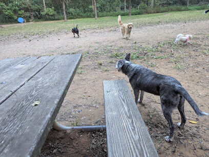 Dog Park