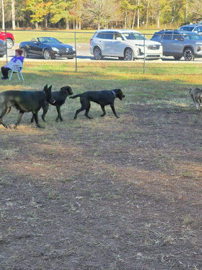 Tanglewoof Dog Park