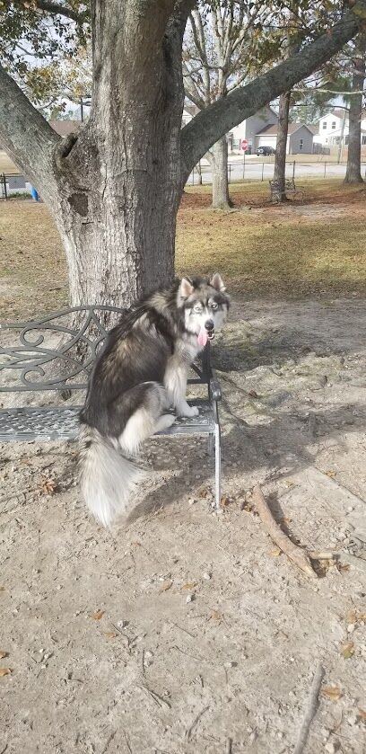 Nugent Cove Woof Spot Dog Park