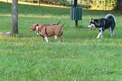 St Stephens Park & Dog Park