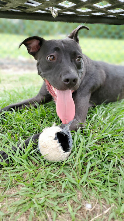 TT Dog Park