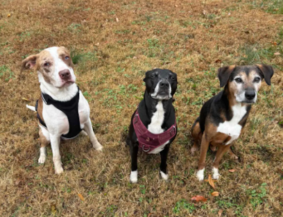 Paws & Play – Private Dog Park