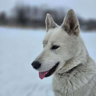 Chautauqua Dog Park