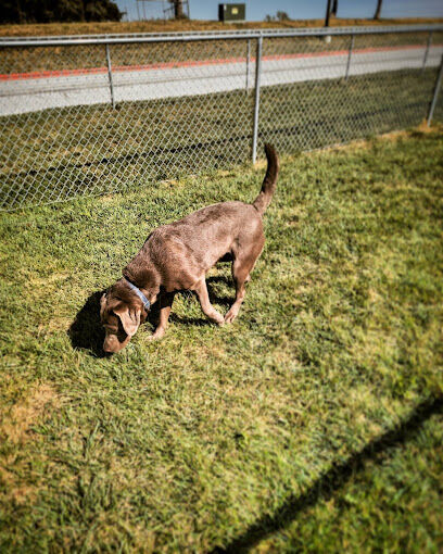 Dog Park at Love’s Travel Stops