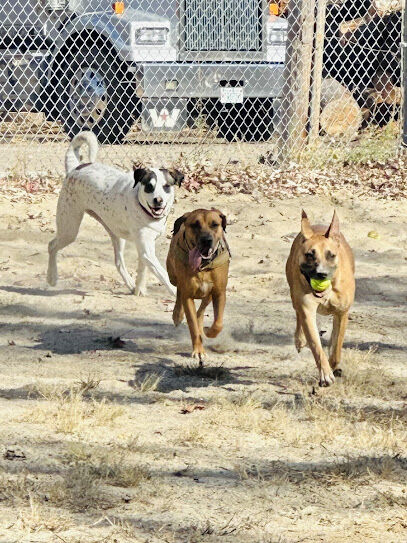 Manchester Dog Park