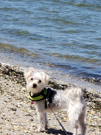 Dog Park