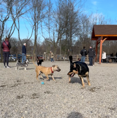 Croft Farm Dog Park