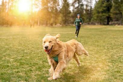 Lexington Dog Park