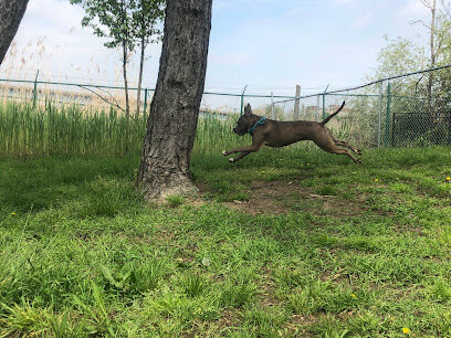 Snipes Park Dog Run