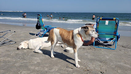 Malibu Dog Beach Lily