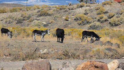 Goldfield dog park