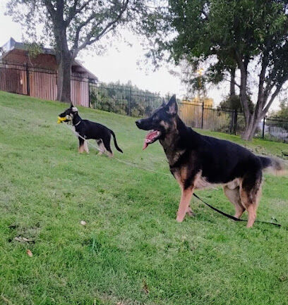 Dog Park