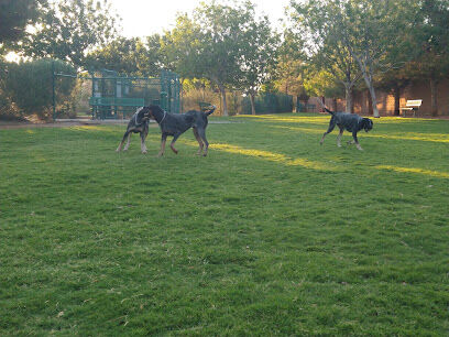 Fire Station Dog Park