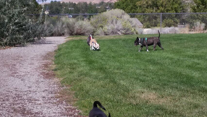 Link Piazzo Dog Park
