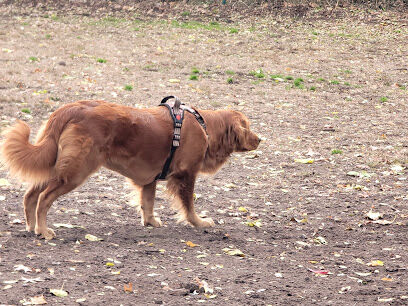 Westland Hills Dog Park