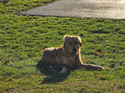 Gerald P Van Lieu Town Park