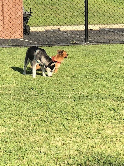Landing Lights Dog Run