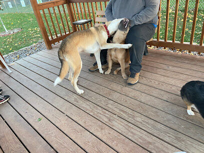 Medina Dog Park