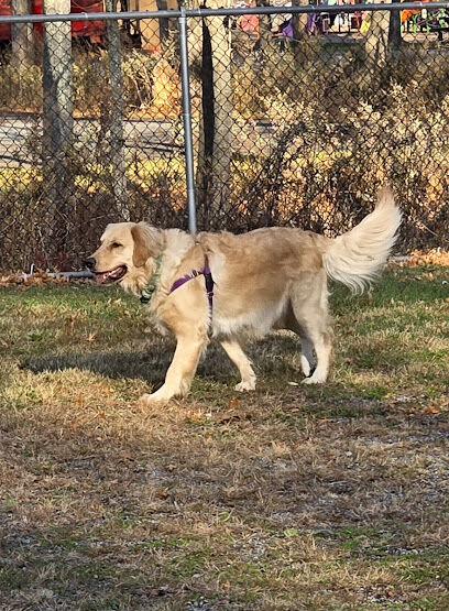 Paul.JR Designs-Dog Park