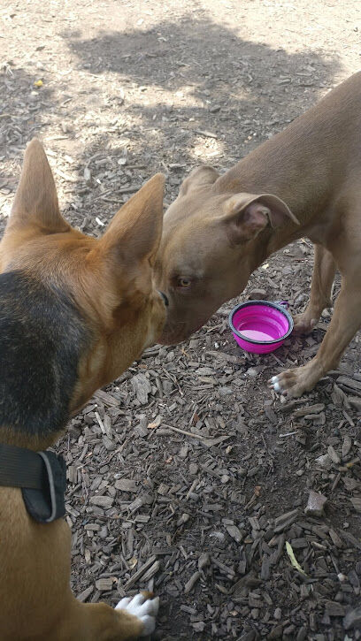Dog Park