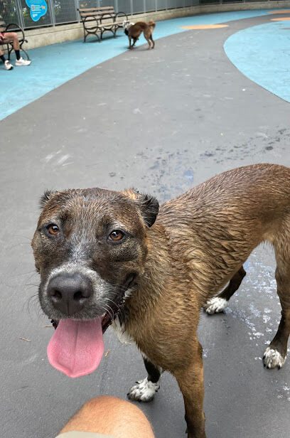 Leroy Dog Run