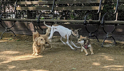Robin Kovary Dog Run for Small Dogs