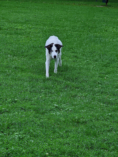 Rebecca Weitsman Memorial Dog Park