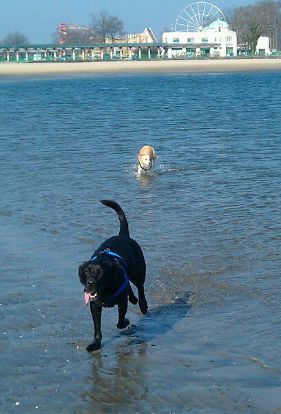 Dog beach parking