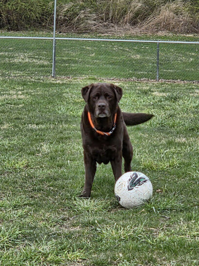 Warwick Dog Park