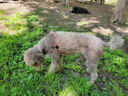 Woodstock Dog Park