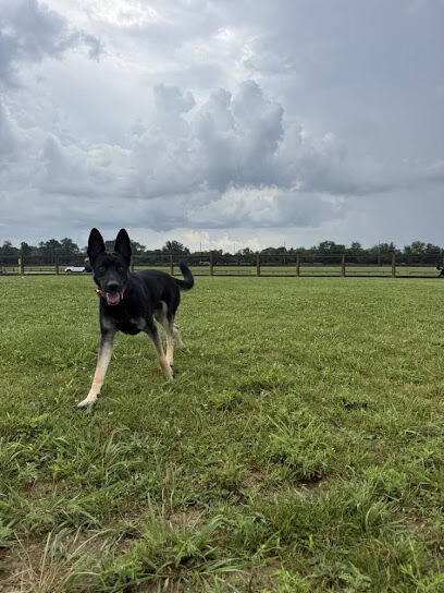 Hobson Freedom Park Dog Park