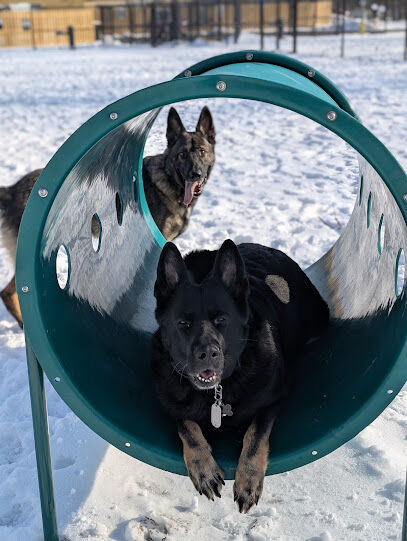 Brooklyn Dog Park