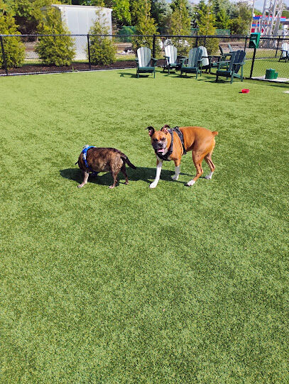 Brave Like Brayden Dog Park