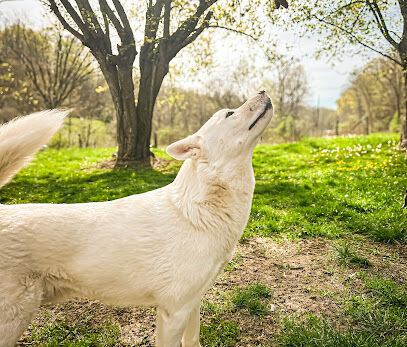 Southern Paws Retreat and Park