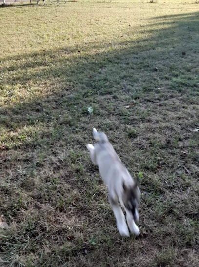 Roadside Dog Park