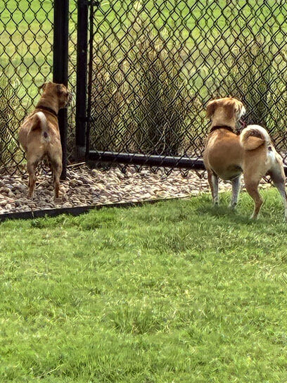 Dog Park at Love's Travel Stops