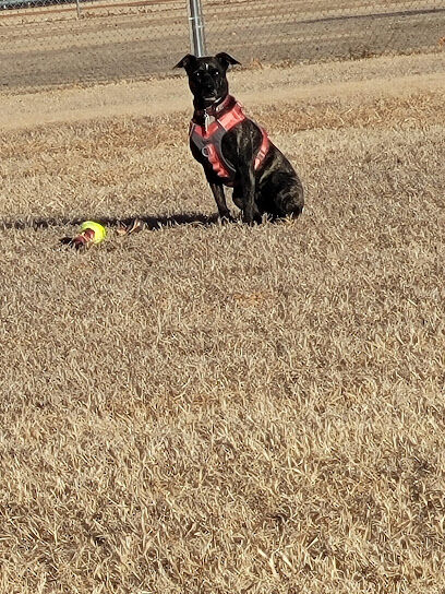 Dog Walk Park