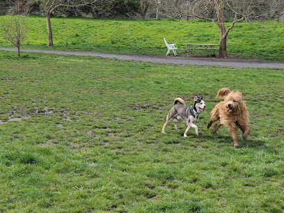 Amazon Small Dog Park
