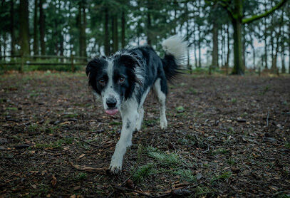 Alberta Unfenced Off-Leash Dog Park