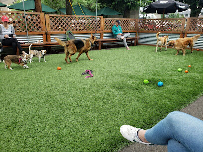Cycle Dog - Earth Friendly Pet Company Tavern And Dog Park