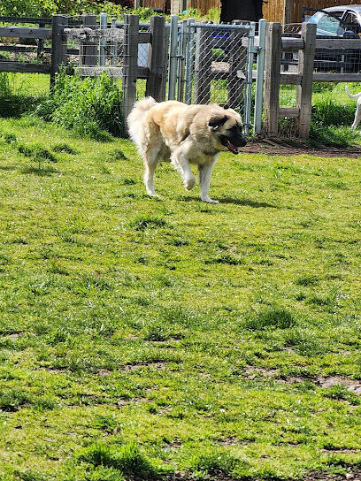 Fenced Off-Leash Dog Park