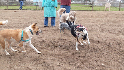 Gabriel Off-Leash Dog Park Winter