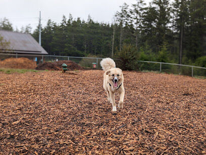 Wilder Dog Park